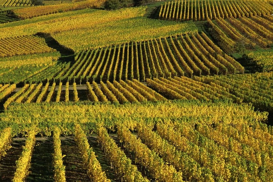 Wine tour of the Alsace wine route - From Strasbourg to Nordheim, with goats and vineyard views