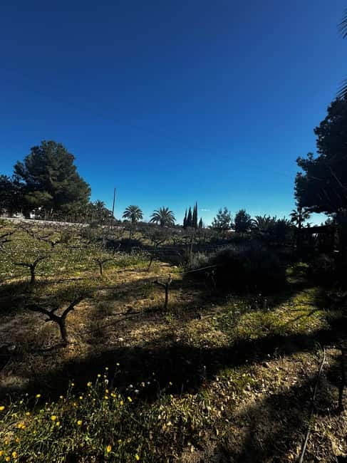 Winery Visit and Tasting in Elche with wines and tapas from Alicante in Van - Who will enjoy this wine experience most