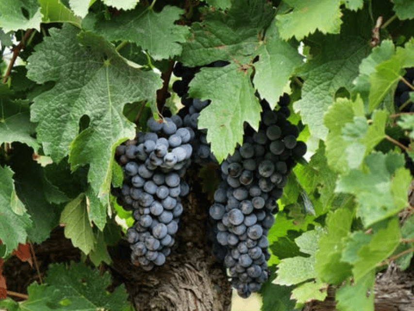 Winery Visit & Tasting near Grosseto with 6 wines - Key points to know before you go