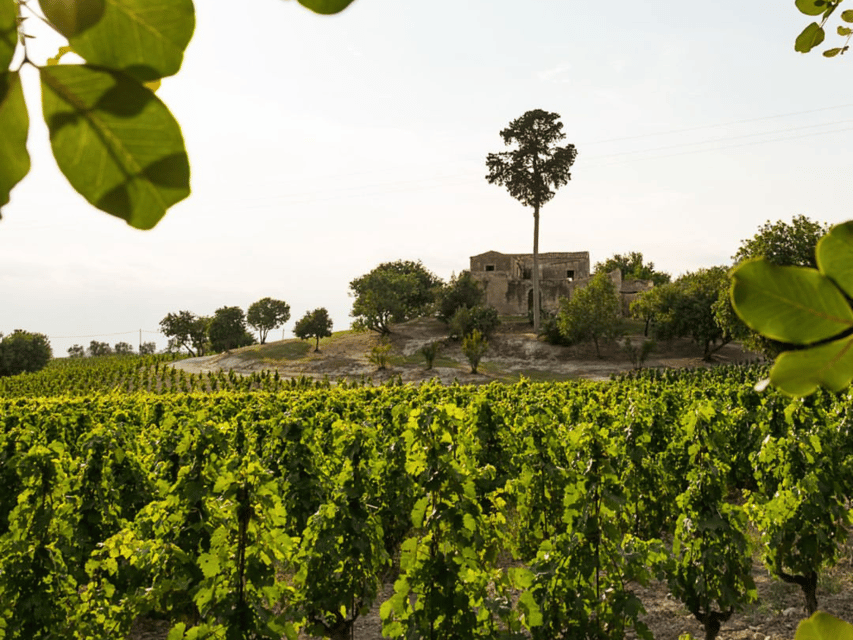 Winery Visit & Tasting near Grosseto with 6 wines - Why this Maremma winery visit works