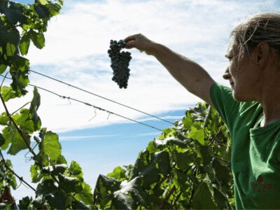 Winery Visit & Tasting near Grosseto with 6 wines