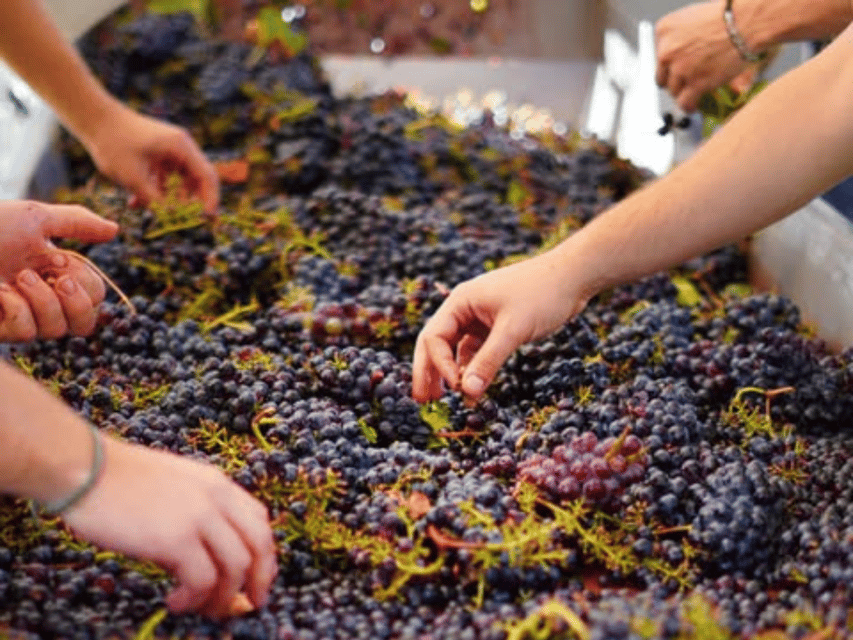Winery Visit & Tasting near Grosseto with 6 wines - Inside the winery and barrel cellar