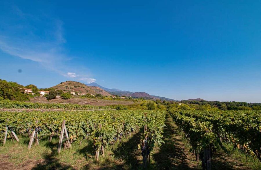 Winery Visit & Tasting on the Volcanic Slopes near Catania - Inside the underground cellar