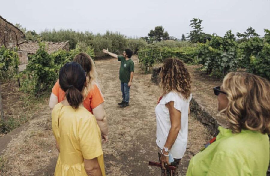 Winery Visit & Tasting on the Volcanic Slopes near Catania - Who should book this visit
