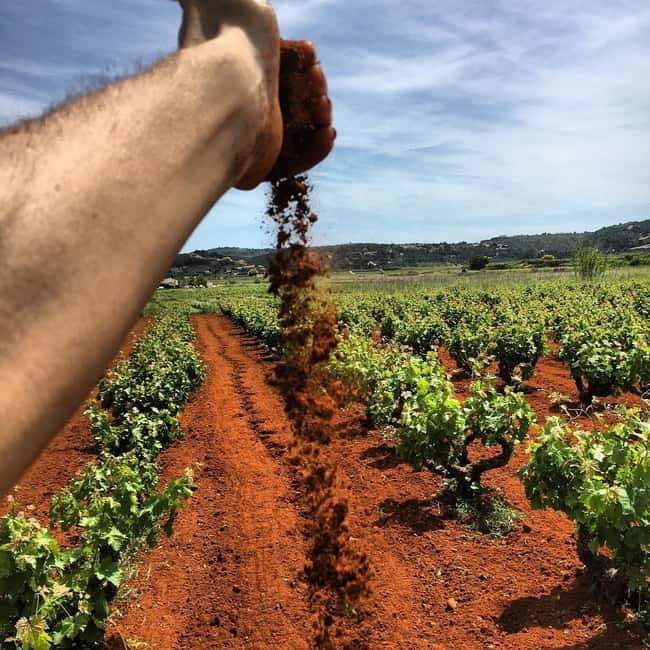 Xalo: Vineyard Tour with Wine Tasting and Snacks - Why this Xaló wine visit feels different
