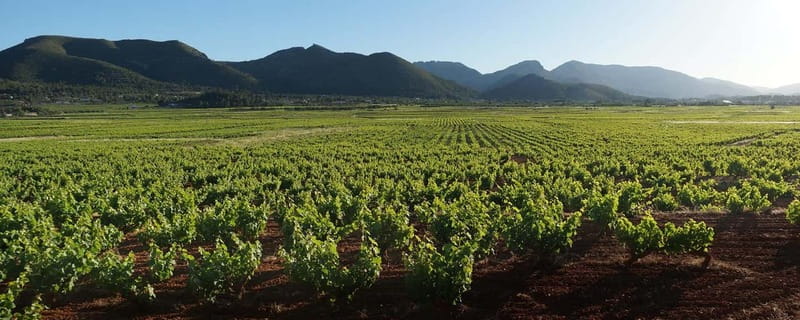 Xalo: Vineyard Tour with Wine Tasting and Snacks - Walking through the vineyards for 45 minutes