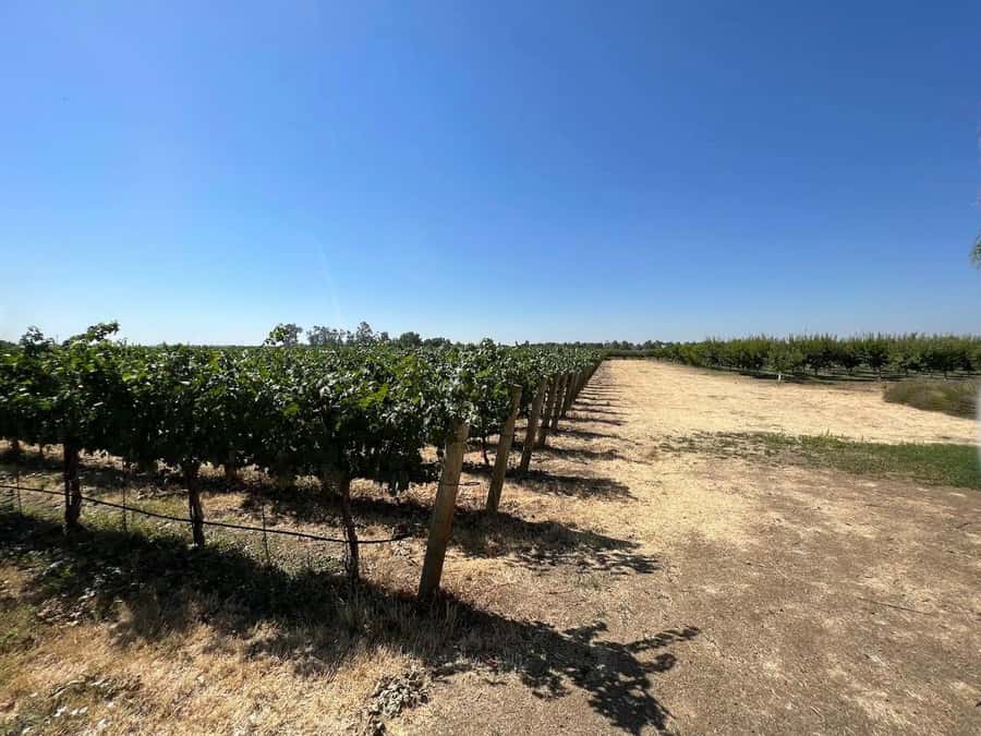 Yolo: Vineyards, Farms & Cultural Gems - Audio Driving Tour - A flexible two-hour outing