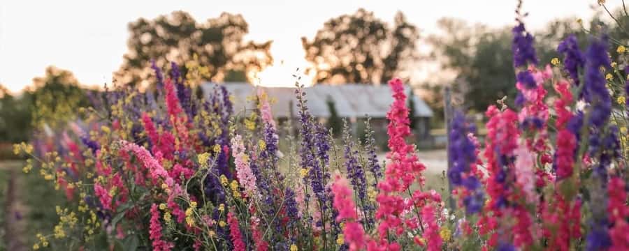 Yolo: Vineyards, Farms & Cultural Gems - Audio Driving Tour - The Wayfarer app matters more than the booking app