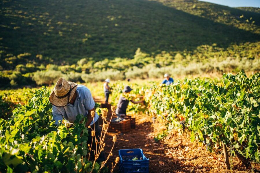 Zakynthos: Vineyard & Winery Tour with Local Winemaker - What a visit to Goumas Estate Winery is really like