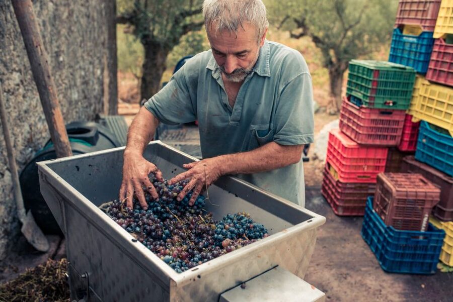 Zakynthos: Vineyard & Winery Tour with Local Winemaker - Learning about Zakynthos grape varieties