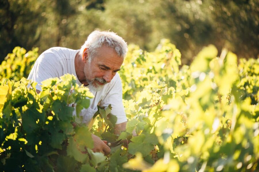 Zakynthos: Vineyard & Winery Tour with Local Winemaker - Is the $63 price good value?